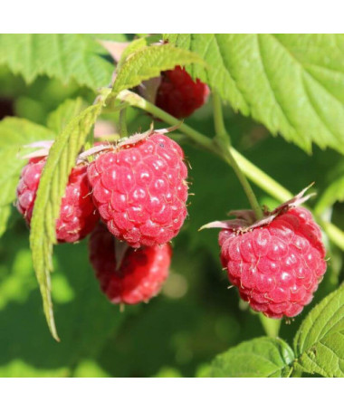 Sarkanā aveņu 'Autumn First' P9/C1