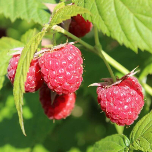 Sarkanā aveņu 'Autumn First' P9/C1