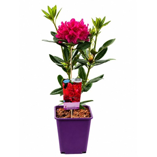 Rododendrs (Azelija) Prinz Karneval 6 L pods