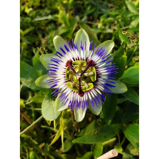 Kāpelējošā ziedu (Passiflora) 'Caerulea' C4