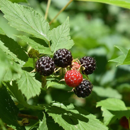 Melnā aveņu 'Black Jewel' P9/C1