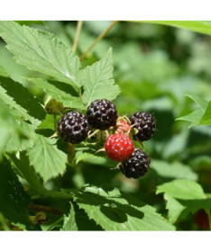 Melnā aveņu 'Black Jewel' P9/C1