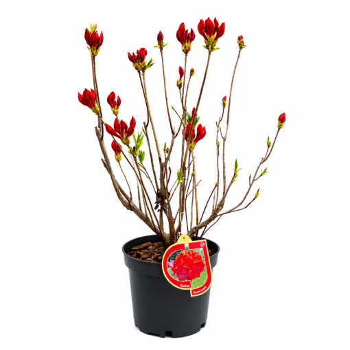 Rododendrs (Azālija) Feuerwerk  pods,  C10