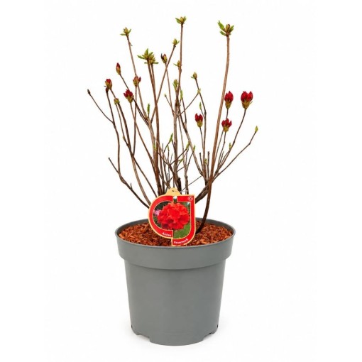 Rododendrs (Azālija) Feuerwerk  pods,  C10