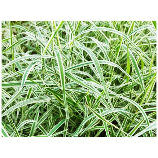 Palmu grīšļa ‘Variegata’ C4