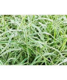 Palmu grīšļa ‘Variegata’ C4