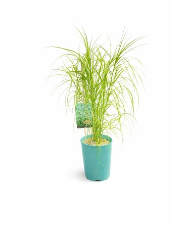 Palmu grīšļa ‘Variegata’ C4