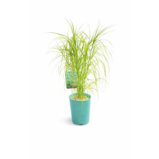Palmu grīšļa ‘Variegata’ C4
