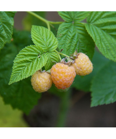 Dzeltenā aveņu 'Allgold' P9/C1