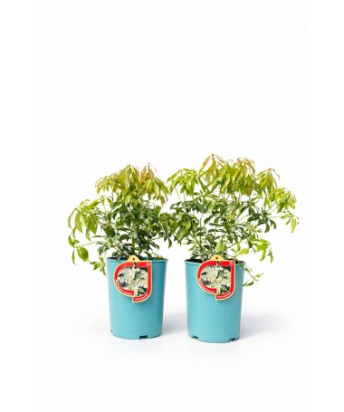 Japānas pieris ‘Carnaval’ 2,5 l