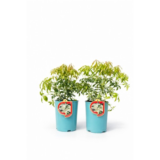 Japānas pieris ‘Carnaval’ 2,5 l