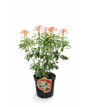 Japānas pieris ‘Carnaval’ 2,5 l
