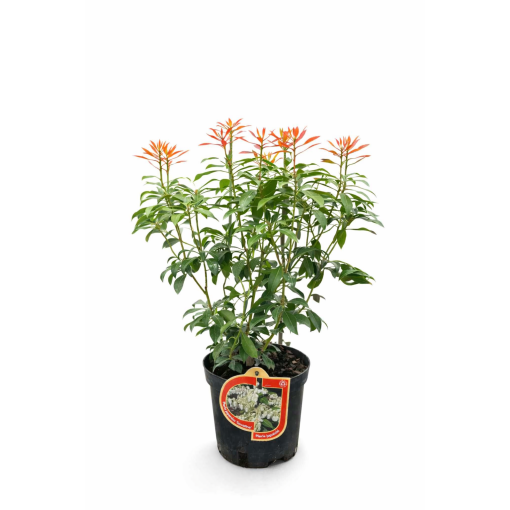 Japānas pieris ‘Carnaval’ 2,5 l