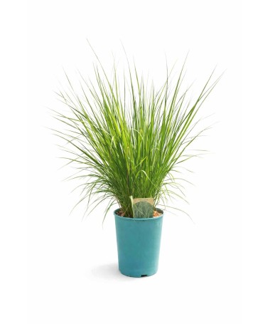 Zilā zāle 'Heidebraut' pods, 4L