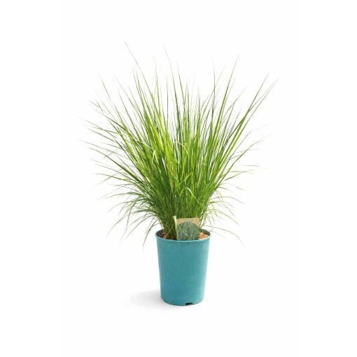 Zilā zāle 'Heidebraut' pods, 4L