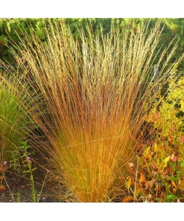 Zilā zāle 'Heidebraut' pods, 4L