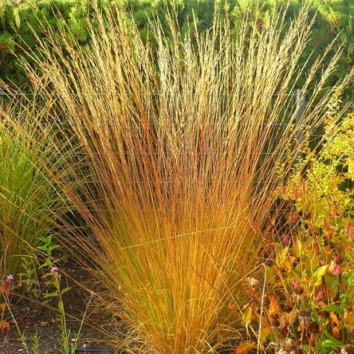 Zilā zāle 'Heidebraut' pods, 4L
