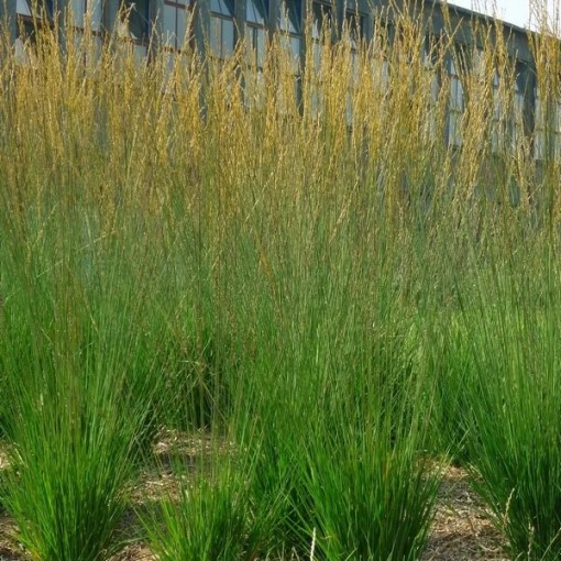 Zilā zāle 'Heidebraut' pods, 4L