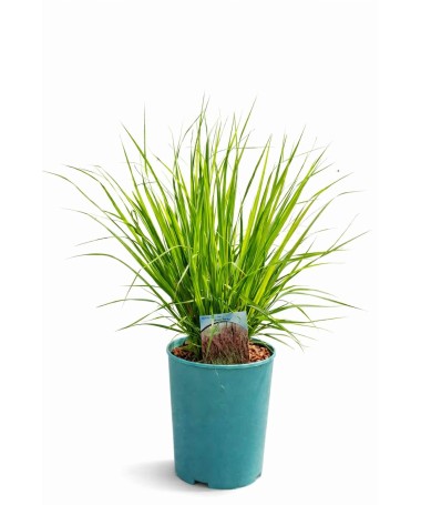 Zilā zāle 'Moorhexe' pods, 4L
