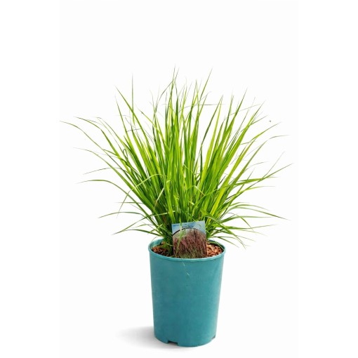 Zilā zāle 'Moorhexe' pods, 4L