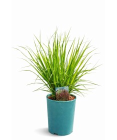 Zilā zāle 'Moorhexe' pods, 4L