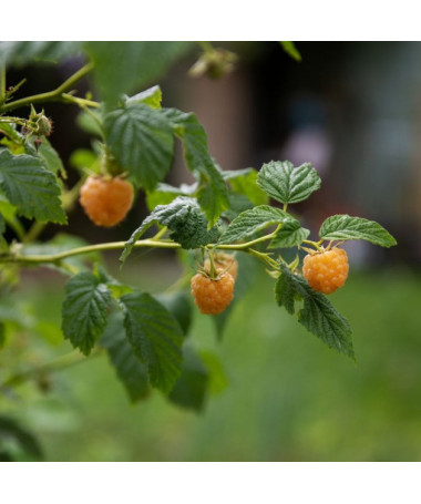 Dzeltenā aveņu 'Allgold' P9/C1