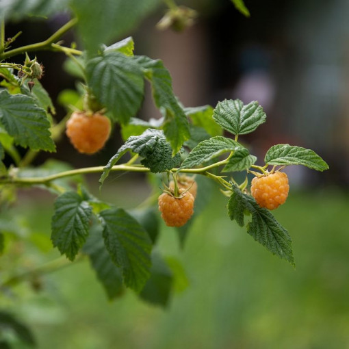 Dzeltenā aveņu 'Allgold' P9/C1