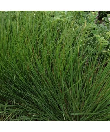 Zilā zāle 'Moorhexe' pods, 4L