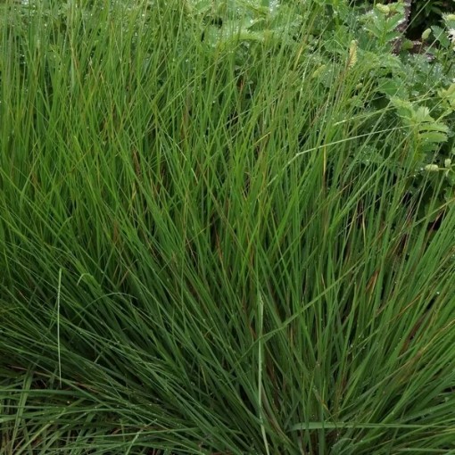 Zilā zāle 'Moorhexe' pods, 4L