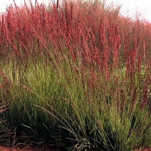 Zilā zāle 'Moorhexe' pods, 4L
