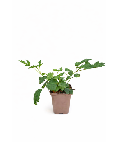 Ķīnas astilbe Pumila P9/C1