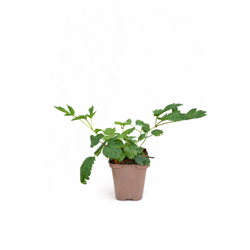Ķīnas astilbe Pumila P9/C1