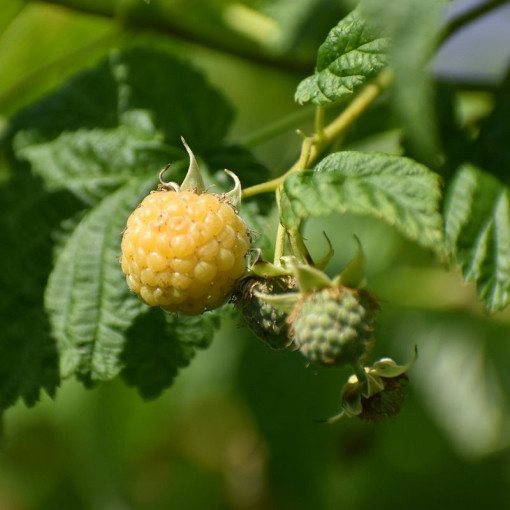 Dzeltenā aveņu 'Allgold' P9/C1