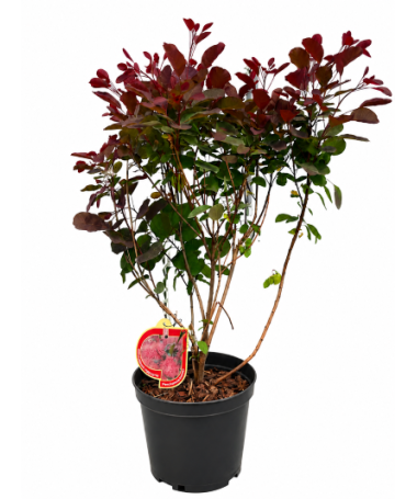Peruķkoks ‘Royal Purple’ C5