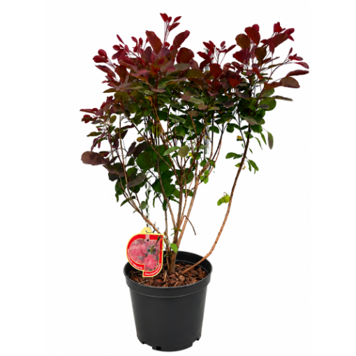 Peruķkoks ‘Royal Purple’ C5