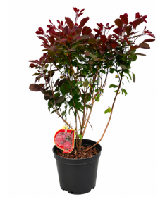 Peruķkoks ‘Royal Purple’ C5