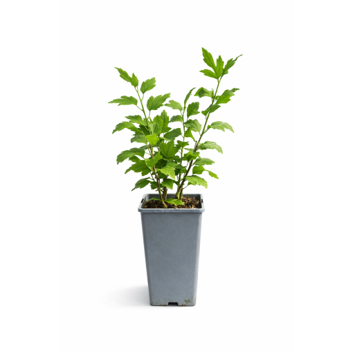 Sīrijas hibisks ‘Hamabo’ C2