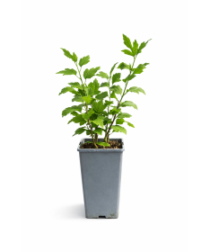 Sīrijas hibisks ‘Hamabo’ C2