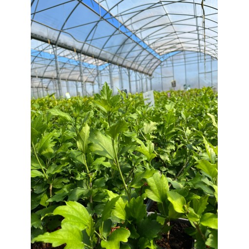 Sīrijas hibisks ‘Hamabo’ C2