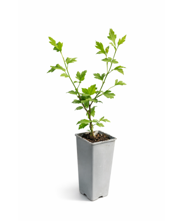 Sīrijas hibisks ‘Mathilde’ C2