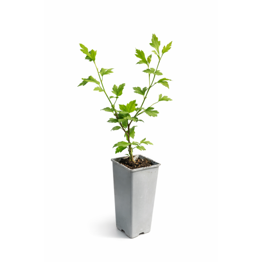 Sīrijas hibisks ‘Mathilde’ C2