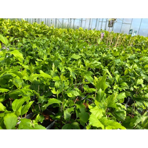 Sīrijas hibisks ‘Mathilde’ C2