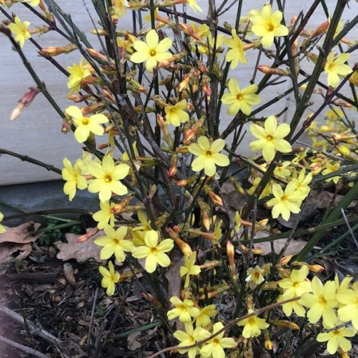 Jasmīns "Kails zieds" pods, 2L