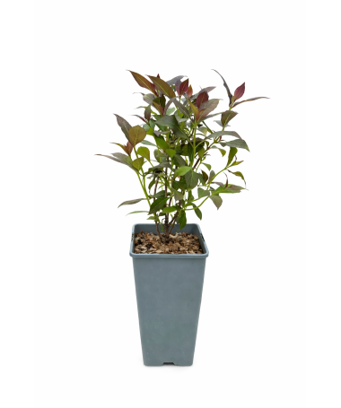 Brīnišķīgā veigela Weigela florida ‘Tango’ C2