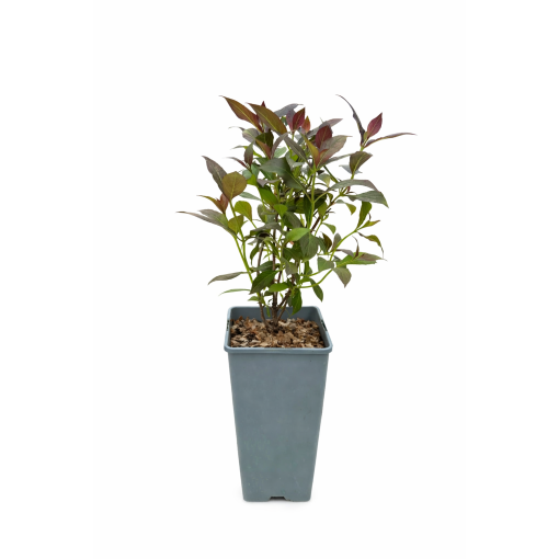 Brīnišķīgā veigela Weigela florida ‘Tango’ C2