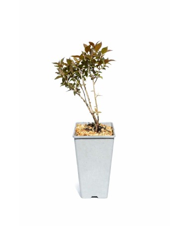 Brīnišķīgā veigela Weigela florida ‘Tango’ C2