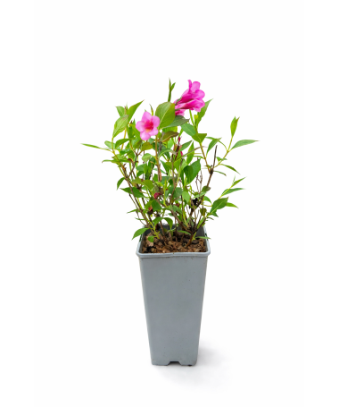 Veigela Weigela florida ‘Minuet’ C2