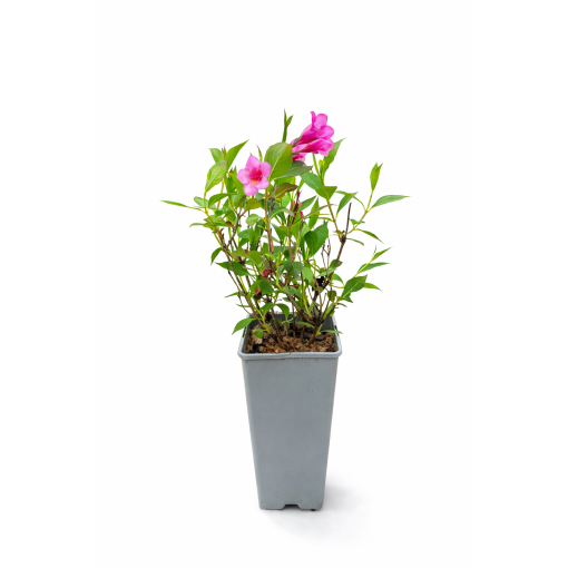 Veigela Weigela florida ‘Minuet’ C2