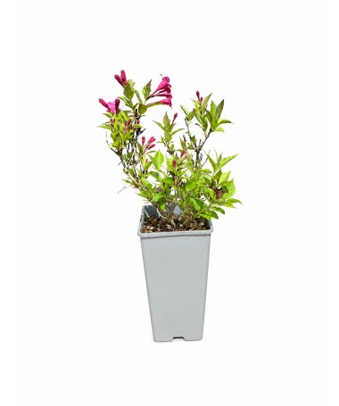 Veigela Weigela florida ‘Minuet’ C2