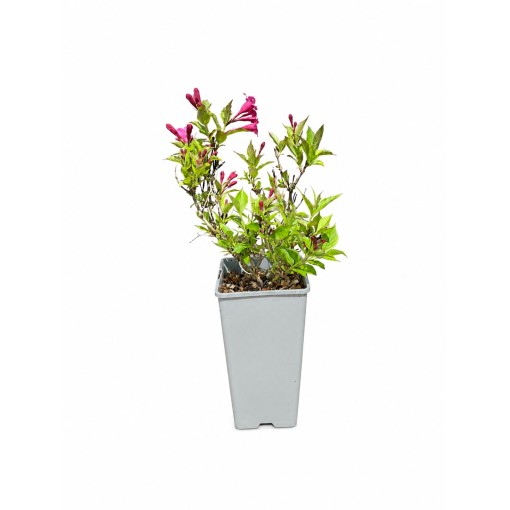 Veigela Weigela florida ‘Minuet’ C2